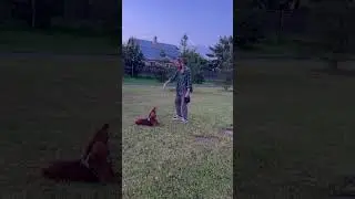Дрессирую Коку❤️ #dog #puppy #собаки #собака #family #artist #shorts