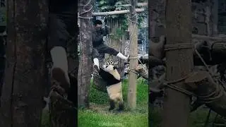 Вот каково это &mdash; быть няней-пандой 😇 #шорты