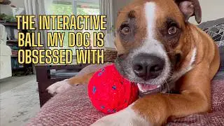 Smart Dog Toy Review | Motion-Activated Ball Keeps Dogs Busy All Day 🐾