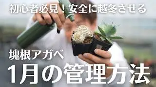 塊根アガベ１月の管理方法！2026年最新！