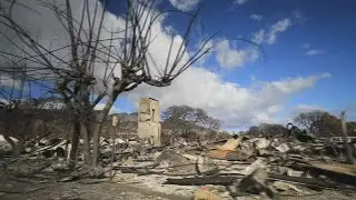 Search for victims of Maui fires continues