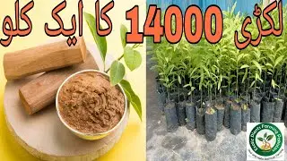 white sandalwood forming #sandalwood farming in pakistan || sandalwood farming || chandan farming