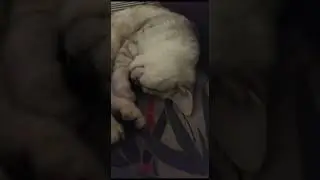 Любителям поспать посвящается🌃Дубль 5 #chill #music #cat  #amor #relaxing #nature #love #котики