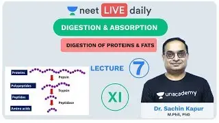 Digestion & Absorption - Lecture 7 | Unacademy NEET | LIVE DAILY | NEET Biology | Dr Sachin Kapur