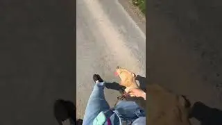 #dogwalks #dogwalkerlife #dogshorts