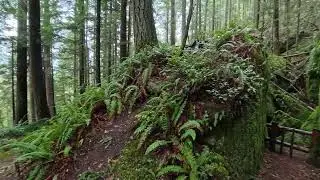 Talus Rocks on Tiger Mountain
