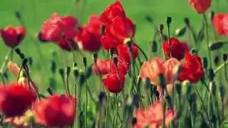 Rote Blumen