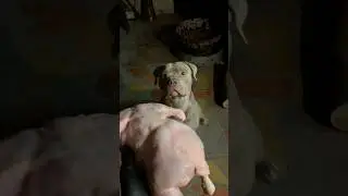 Whole RAW chicken for our XL BULLY Dogs dinner #dog #viralshort