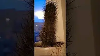 Пабло#видео