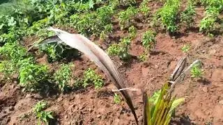 Coconut chilli garden #walkthrough #farming #video