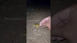 Catch big frogs funny | Try don't laugh | wepwep catching frogs make you laugh #shortsviral