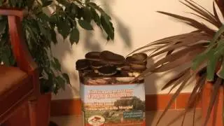 coltivare funghi in casa con un kit preconfezionato