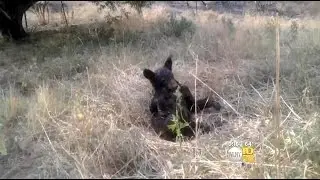Bear Cub Injured In Washington Wildfire Returns To Wild
