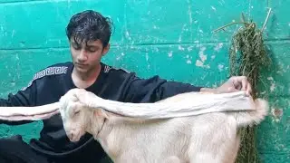 Simba Goat Got Injured | Narejo Goat Farm