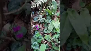 lazca video