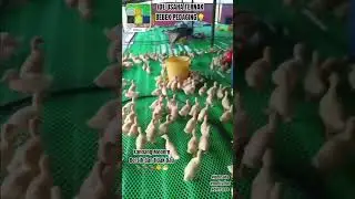 Ternak Bebek Pedaging di Kandang Modern Tidak Bau #ideusaha #ternak #bebek #duck #animals #overseas