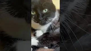 Relax. Cute Cat Cherry relaxing Saturday morning. Sweet and Cute Cat for relaxation and good mood 2
