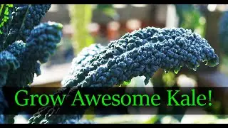 How To Grow The Best Kale - From Seed To Harvest (2019)