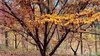 Finding The Grandest Piece of Our Soul By Joy Garafola #quotes #viralreels #redirectionnotrejection