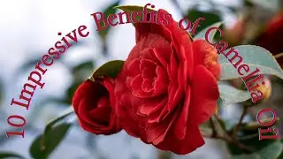10 Impressive Benefits of Camellia Oil (Tea Seed Oil)