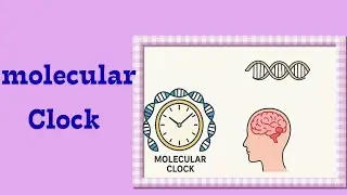 6- molecular clock versus Biological clock