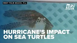 What to do if you see a struggling sea turtle during hurricane season