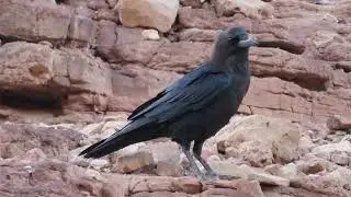 Smeđevrati gavran u Crvenom.kanjonu blizu Eilata - Brown-necked raven - Corvus ruficollis