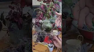Bridal Veil cuttings into thrifted vessel. #thrifted #tahitianbridalveil #plants #houseplants