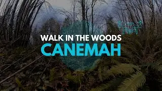 Canemah Oregon - Walk in the woods