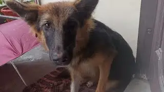 🌸💔 Lucy&rsquo;s Story &ndash; A Tale of Survival & Hope 💔🌸10&ndash;15 days ago, a beautiful German shepherd