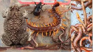 Wow Amazing Catch Toad Frog 1Big And Centipede Spotted Earthworm 🪱 Beetles
