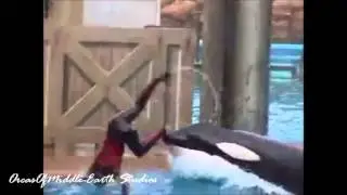 Orcas & Trainers - I Surrender