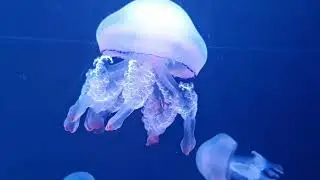 Timeless Frames | Deep Underwater Relaxation | Calm Ocean Ambience & Soothing Music | 1 Hour