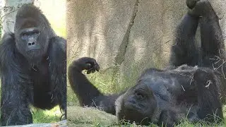 ▶️Gorillas Paul Donn & Jessica relax in new habitat🔵#silverbackgorilla #zoo #sandiegozoo #safaripark