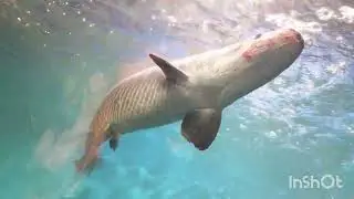 Fish tunnel aquarium mela#Fish aquarium mela indore#indore vlogs
