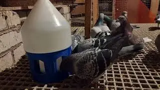 Racing pigeons males breeders 2021-12-05 loft Lithuania