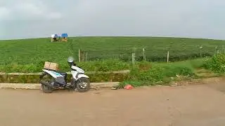 Sungguh indah,perkebunan ubi dikampung Cikoneng desa Cibiru Wetan kec Cileunyi kab Bandung