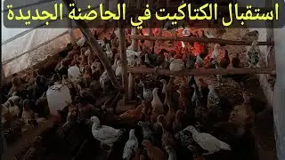 استقبال الكتاكيت في الحضانة الجديده بالطريقة الصحيحة التهوية والنظافة