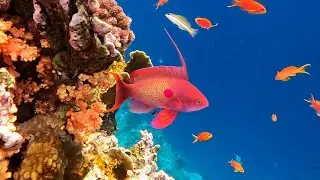 Lyretail anthias (Pseudanthias squamipinnis) sea goldie in 4K