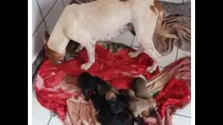 NOT&Iacute;CIAS: Alva e seus 9 beb&ecirc;s