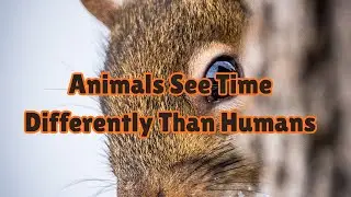 Animals See Time Differently Than Humans