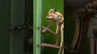Let's Zoom The Dragonfly || Insect Photography #shorts #short #shortvideo #youtubeshorts #youtuber