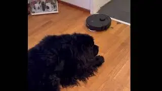 Multi-pet homes need serious cleaning power. 🐾Bcdroid Robot Vacuum & Mop is built for it: