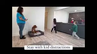 Bodhi - Nova Scotia Duck Tolling Retriever Training