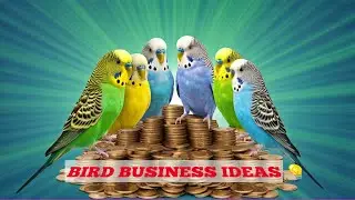I Started a Budgie Business (and it's actually working) @Arpan-Birds-World