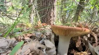Ectomycorrhizal fungal diversity in northern Arizona pine-oak woodlands
