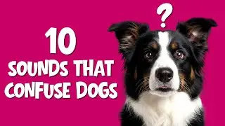 10 Surprising Sounds That Confuse Dogs Instantly 🐶