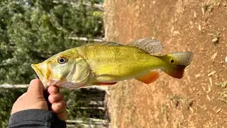 Fishing Tailz peacock bass still blowing up