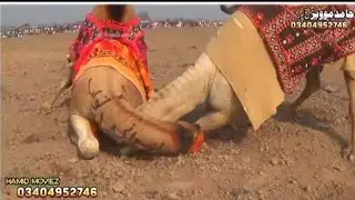 Camel show city bastimalok 🐪2026 date  January 8 #camel  paath 2