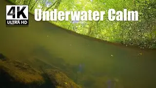 Underwater Forest Stream Sounds | Deep Calm & Natural ASMR - Meditation 1065
